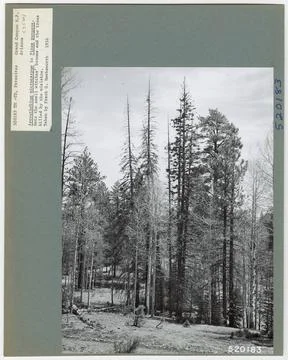 RECORD DATE NOT STATED Parasites - All States. Photographs Relating to Nat... Stock Photos