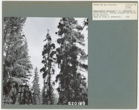 RECORD DATE NOT STATED Parasites - All States. Photographs Relating to Nat... 스톡 사진