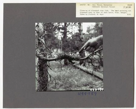 RECORD DATE NOT STATED Parasites - All States. Photographs Relating to Nat... Foto stock