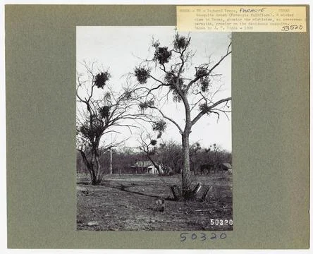 RECORD DATE NOT STATED Parasites - All States. Photographs Relating to Nat... Foto stock