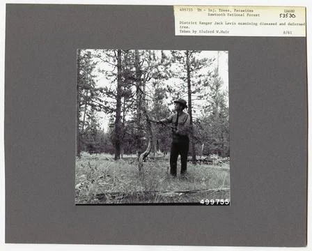 RECORD DATE NOT STATED Parasites - All States. Photographs Relating to Nat... Foto stock