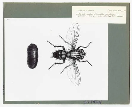 RECORD DATE NOT STATED Parasites of Insects - All States. Photographs Rela... Foto stock