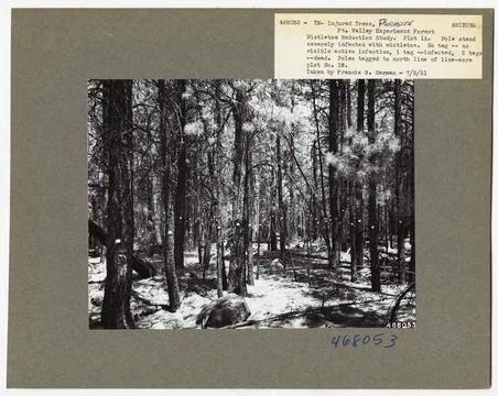 RECORD DATE NOT STATED Parasites - All States. Photographs Relating to Nat... Stock Photos