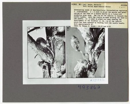 RECORD DATE NOT STATED Parasites - All States. Photographs Relating to Nat... Foto stock