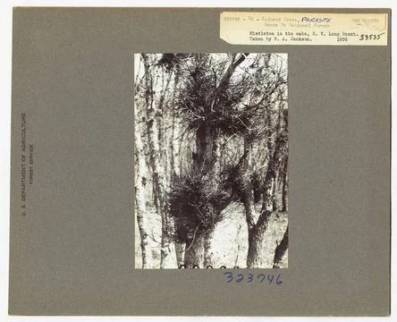 RECORD DATE NOT STATED Parasites - All States. Photographs Relating to Nat... Stock Photos