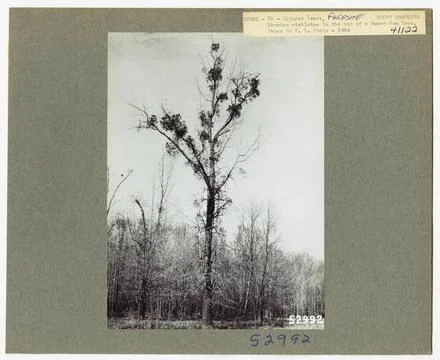 RECORD DATE NOT STATED Parasites - All States. Photographs Relating to Nat... Foto stock