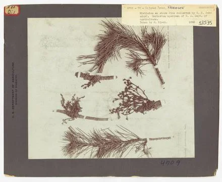 RECORD DATE NOT STATED Parasites - All States. Photographs Relating to Nat... 스톡 사진