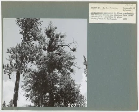 RECORD DATE NOT STATED Parasites - All States. Photographs Relating to Nat... Foto stock