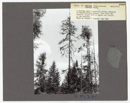 RECORD DATE NOT STATED Parasites - All States. Photographs Relating to Nat... Stock Photos