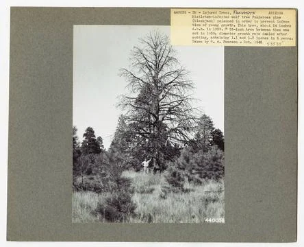RECORD DATE NOT STATED Parasites - All States. Photographs Relating to Nat... Foto stock