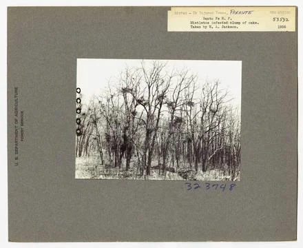 RECORD DATE NOT STATED Parasites - All States. Photographs Relating to Nat... Foto stock