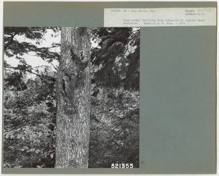 RECORD DATE NOT STATED Parasites - All States. Photographs Relating to Nat... Stock Photos