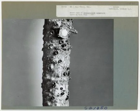 RECORD DATE NOT STATED Parasites - All States. Photographs Relating to Nat... Stockfoto's