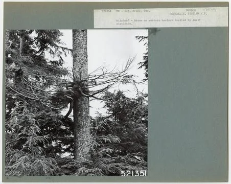 RECORD DATE NOT STATED Parasites - All States. Photographs Relating to Nat... Stock Photos