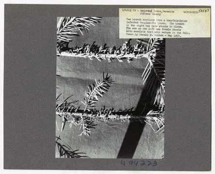 RECORD DATE NOT STATED Parasites - All States. Photographs Relating to Nat... Stockfoto's