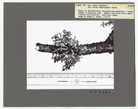 RECORD DATE NOT STATED Parasites - All States. Photographs Relating to Nat... 스톡 사진