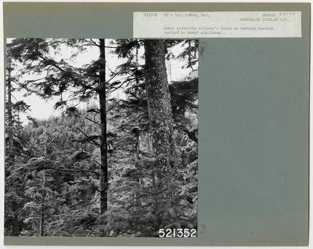 RECORD DATE NOT STATED Parasites - All States. Photographs Relating to Nat... Stock Photos