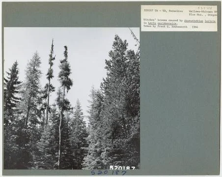 RECORD DATE NOT STATED Parasites - All States. Photographs Relating to Nat... Stock Photos