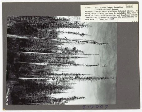 RECORD DATE NOT STATED Parasites - All States. Photographs Relating to Nat... Foto stock