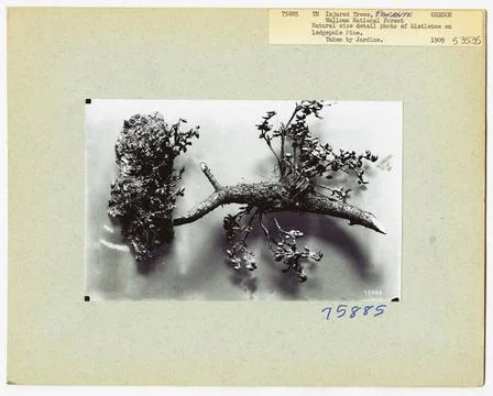 RECORD DATE NOT STATED Parasites - All States. Photographs Relating to Nat... Foto stock