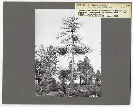 RECORD DATE NOT STATED Parasites - All States. Photographs Relating to Nat... Stockfoto's