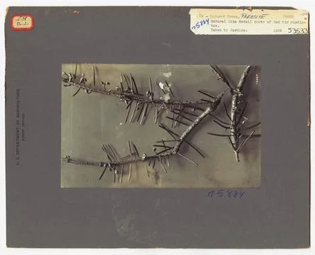 RECORD DATE NOT STATED Parasites - All States. Photographs Relating to Nat... 스톡 사진