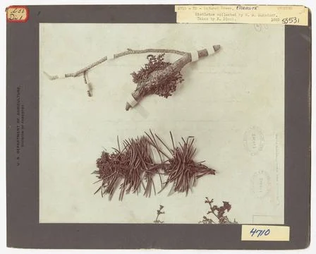 RECORD DATE NOT STATED Parasites - All States. Photographs Relating to Nat... 스톡 사진