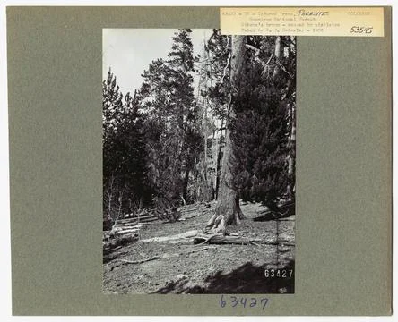 RECORD DATE NOT STATED Parasites - All States. Photographs Relating to Nat... Stock Photos