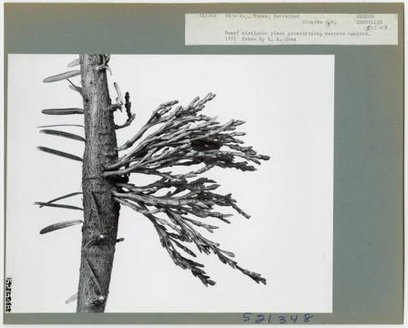 RECORD DATE NOT STATED Parasites - All States. Photographs Relating to Nat... Stockfoto's