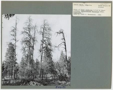 RECORD DATE NOT STATED Parasites - All States. Photographs Relating to Nat... 스톡 사진