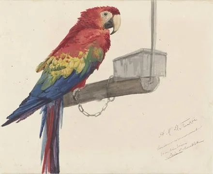 RECORD DATE NOT STATED  Parrot, Louis Charles Bombled, 1879 drawing paper.... Stock Photos
