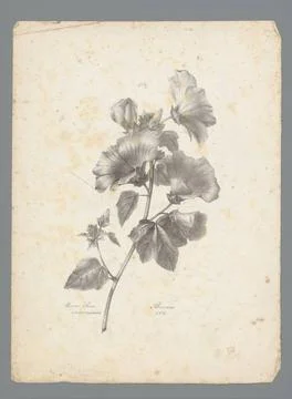 RECORD DATE NOT STATED  Pink cheese herb, Auguste Piquet de Brienne, 1821 ... Foto stock