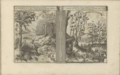 RECORD DATE NOT STATED  Plants, birds and pepper fields, 1682 - 1733 Prese... Foto stock