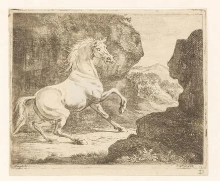 RECORD DATE NOT STATED  Prancing white stallion, Ernst Willem Jan Bagelaar... Stock Photos