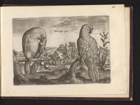 RECORD DATE NOT STATED  Psitaci Duplex Genus (two parrots), 1600 Two parro... Stock Photos