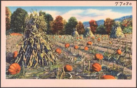 RECORD DATE NOT STATED Pumpkin patch , Pumpkins, Tichnor Brothers Collecti... Fotos de archivo