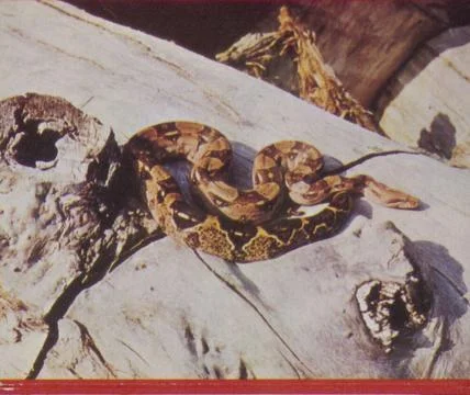 RECORD DATE NOT STATED Python. - -The Local History Collection of Csorba G... 写真素材