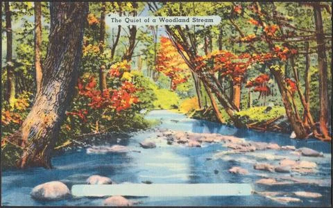RECORD DATE NOT STATED The quiet of a woodland stream , Rivers, Rocks, Tic... Photos