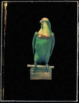 RECORD DATE NOT STATED  Richard Neuhauss Parrot. Interference color photog... 库存照片