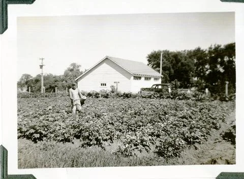 RECORD DATE NOT STATED Robert Bitney in Potato Patch. Central Plains Regio... Fotos de archivo