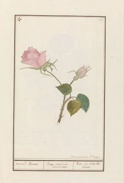RECORD DATE NOT STATED  Roos (Rosa), Jan Anton Garemy, 1790 - 1799 drawing... Stock Photos