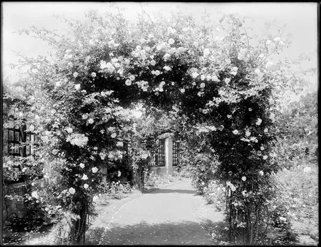 RECORD DATE NOT STATED Rose garden at Franklin Park , Flower gardens, Rose... Foto stock