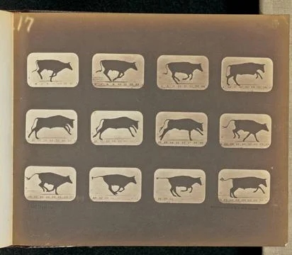 RECORD DATE NOT STATED Running. Twelve frames depicting a bull running. Th... Stock Photos