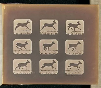 RECORD DATE NOT STATED Running. Nine frames depicting a deer running. The ... Stock Photos