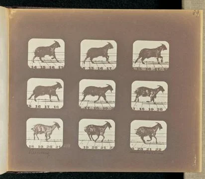 RECORD DATE NOT STATED Running. Nine frames depicting a goat running. The ... Stock Photos