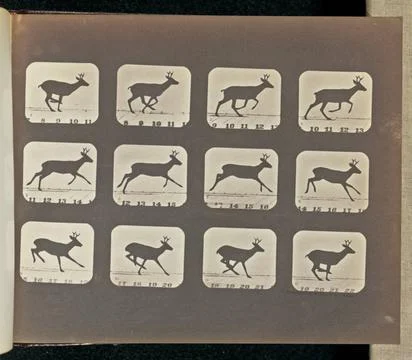 RECORD DATE NOT STATED Running. Twelve frames depicting a deer running. Th... Stock Photos
