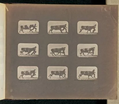 RECORD DATE NOT STATED Running. Nine frames depicting an ox in motion with... Stock Photos