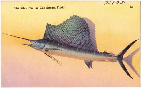 RECORD DATE NOT STATED Sailfish from the gulf stream, Florida , Tichnor Br... Stock Photos