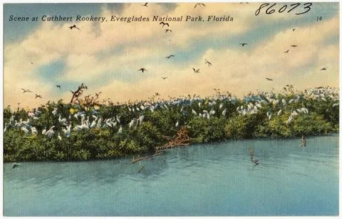 RECORD DATE NOT STATED Scene at Cuthbert Rookery, Everglades National Park... Fotos Stock