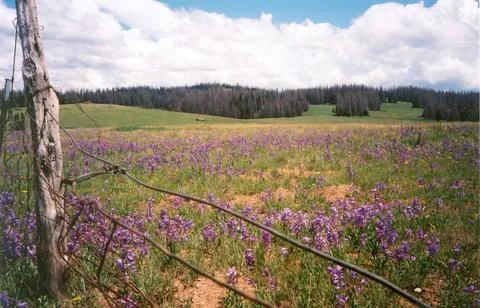 RECORD DATE NOT STATED Scenic Byway 143 - Utah s Patchwork Parkway - Penst... 스톡 사진